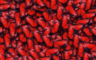 Red Butterflies Texture Natural Spring Backgound HD Wallpaper