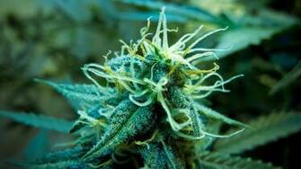 Marijuana Weed Ganja R Wallpaper
