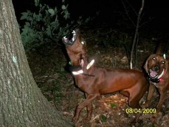 Coon Hunting Graphics And Comments