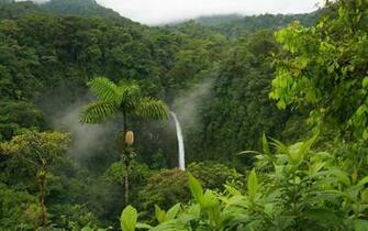 Forest Background HD Wallpaper Tropical Foret Jpg