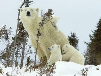 Winter Animal Desktop Wallpaper