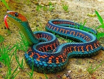 Neon Snake Pictures Photos And Image For