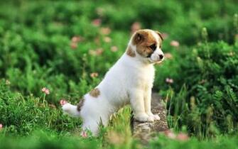 Cute Pitbull Dog Wallpaper