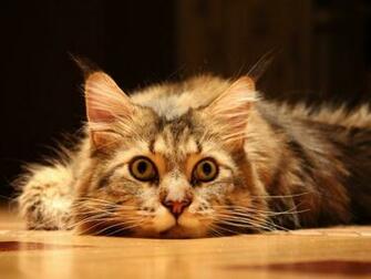 Cute Funny Cat Desktop Pc And Mac Wallpaper
