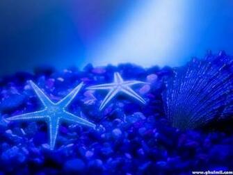 Wallpaper Fish HD