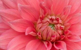 Flowers HD Wallpaper Widescreen Desktop