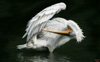 Birds Pelican Wallpaper