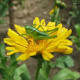 Grasshopper Wallpaper Animal