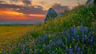 Landscape Wallpaper Twilight Field Of Flowers HD