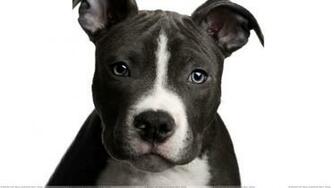 Dog Face Closeup And White Background Wallpaper