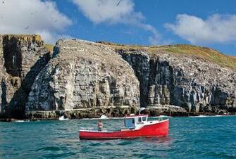 Newfoundland High Quality Wallpaper
