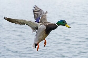 Flying Mallard Wallpaper