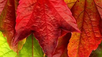 Red Leaf Wallpaper Photography