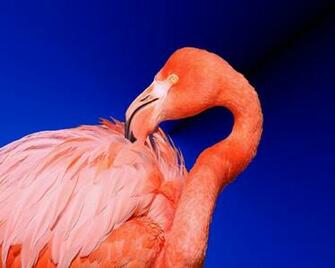 Animals Birds Pink Flamingo HD Desktop Wallpaper