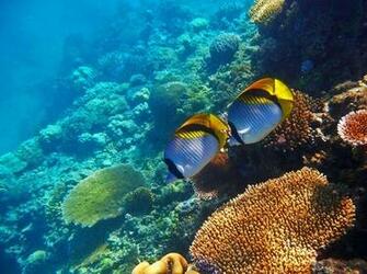 Ocean Great Barrier Reef Wallpaper