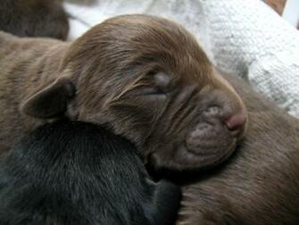 Chocolate Labrador Retriever Puppy Sitting In A Miniature Radio Flyer