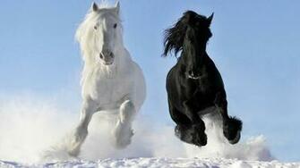 Friesian Horse HD Wallpaper Desktop Image