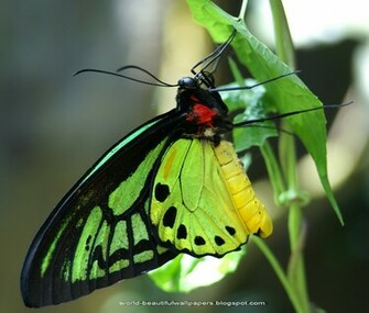 Beautiful Wallpaper Butterflies