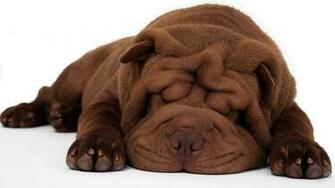 Shar Pei Wallpaper X Net