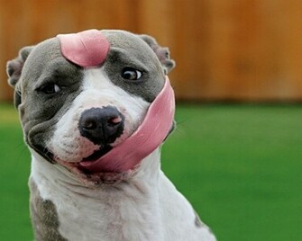 All Wallpaper American Pitbull Dogs HD