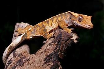 Crested Gecko By Snowporing