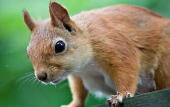 Cute Squirrel Wallpaper