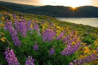 Beach Flowers Wallpaper