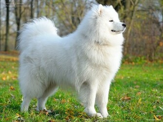 Samoyed Wallpaper HD