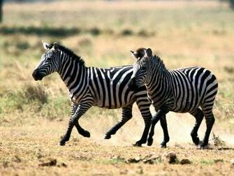 Baby Zebra Pictures HD Wallpaper Pretty