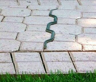 Best Snakes Image Animals And Pets