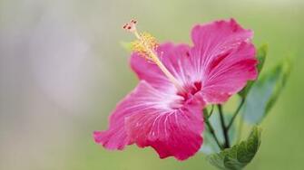 Hibiscus Wallpaper Image