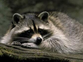Wallpaper Raccoon Macro Animal Animals