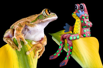 Frog 4k Ultra HD Wallpaper