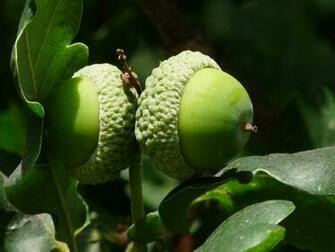 Acorn Wallpaper