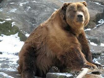 Kodiak Bear Graphics Code Comments Pictures