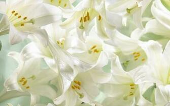 Easter Lilies Wallpaper