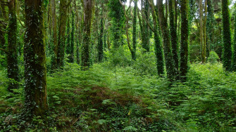 Green Tree Wallpaper