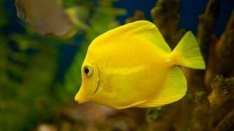 Cool Background Wallpaper Background Windows Fish Image