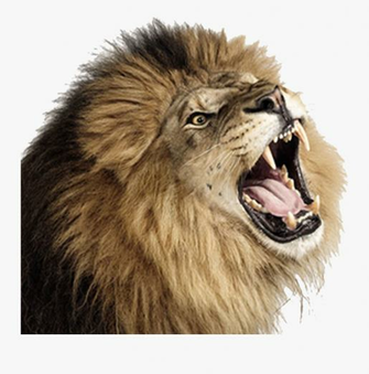 Lion Png Image Roaring Transparent Background