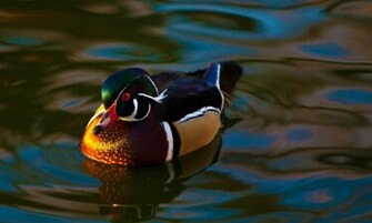 Mallard Duck HD Wallpaper High Definition iPhone