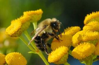 Bumble Bee Carpenter Pictures