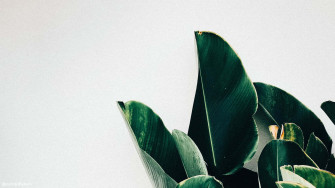 Plant Aesthetic Laptop Wallpaper
