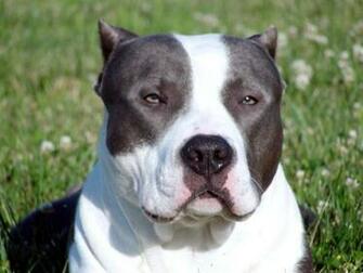 American Bully Dog Wallpaper HD Desktop And Mobile Background