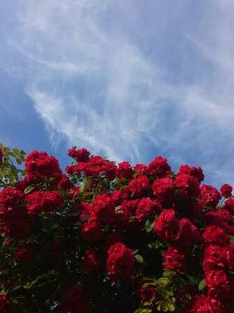 Aesthetic Flowers Wallpaper On