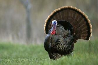Turkey Gobbler Wallpaper Top Background