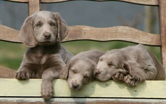 Animal Weimaraner Wallpaper