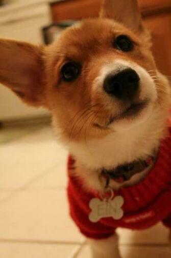 Corgi Wallpaper HD Android Apps On Google Play
