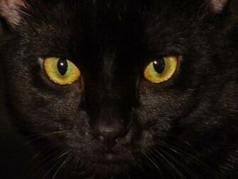 Cat Eyes Wallpaper Blue Yellow Green Red Cats