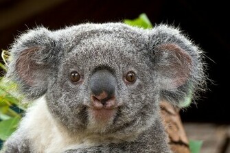 Queensland Koala