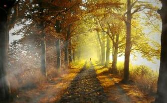 Fog In The Forest Animated Wallpaper Desktopanimated